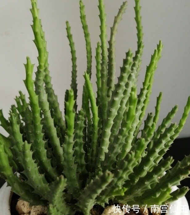 家庭养护花草必备三种肥,氮肥磷肥硫酸亚铁