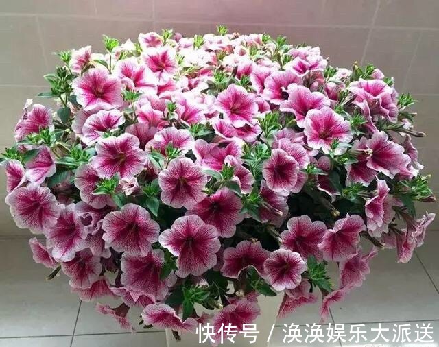 养花修剪“学问大”，老花匠教你怎么修剪，才能突突冒花！