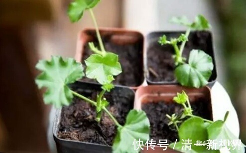 春天扦插好时候，7种花草，摘片叶子插土里，好养易生根
