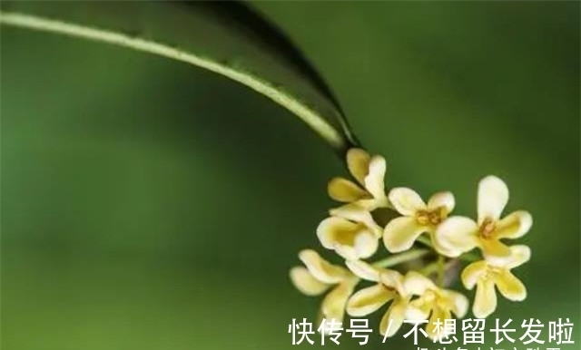 京城#王维两首桂花，都写了桂花落，却是一春一秋，春天有桂花吗？