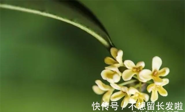 京城#王维两首桂花,都写了桂花落,却是一春一秋,春天有桂花吗?