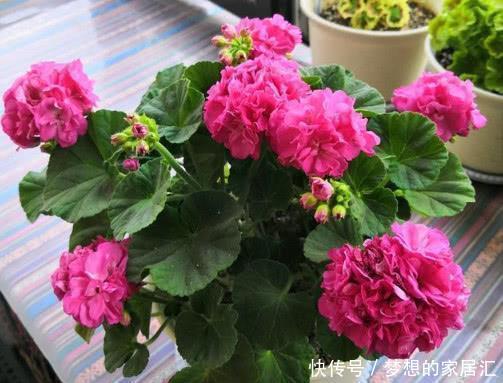 几种超可爱的花卉,花型圆滚花开不断,惹人喜爱