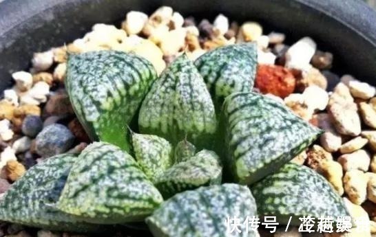 银波锦|办公室养多肉,盆栽这5款,不怕采光差、难看、一盆不剩!