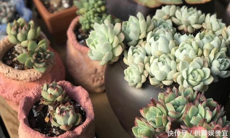 多肉植物度|多肉种上漂亮花盆不透气?不如试试这三招,度夏成败在此一举