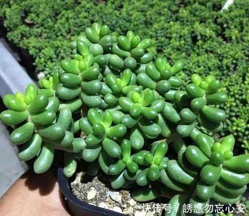 在家盆栽4款多肉要小心,它们对健康有害,需早点丢出去