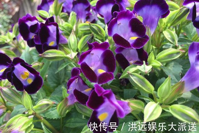 机器|这3种花“耐热”好养，30度还能窜花苞，夏天的“开花机器”