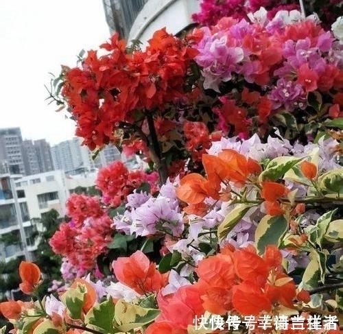 栀子花|扦插月季、栀子花、三角梅，只用一个矿泉水瓶，插出满满大白根