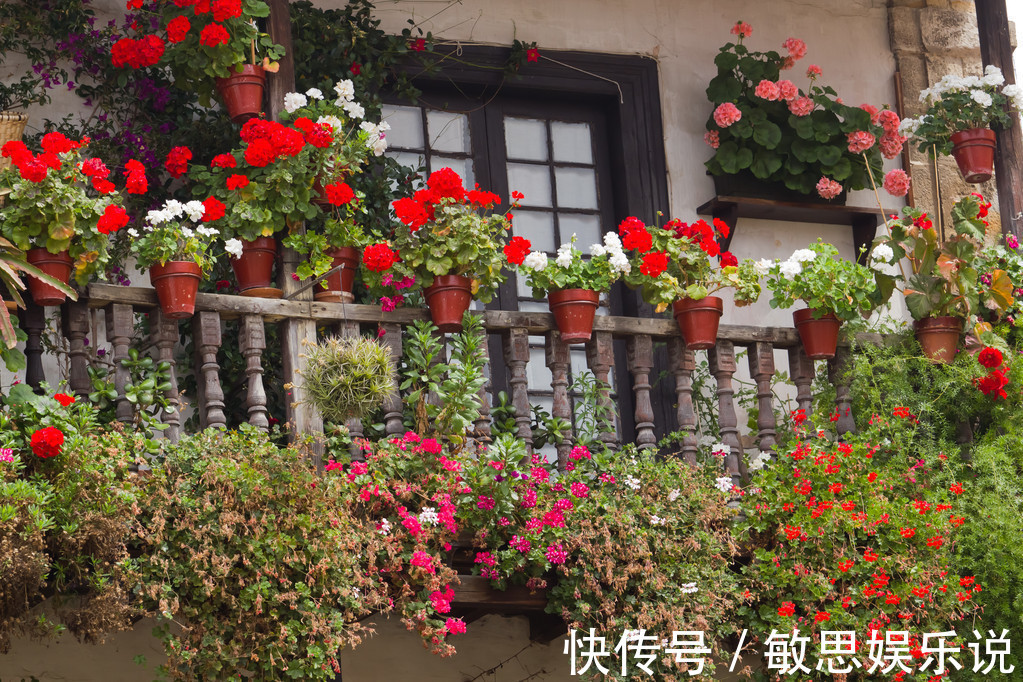 家里养花不要随便放,聪明人放此3个位置,既镇宅又养人