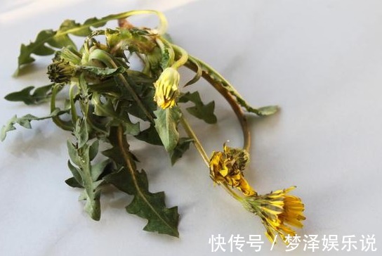 调理|蒲公英杀死癌细胞，治疗甲状腺结节，是科学还是谣言？为你说清楚