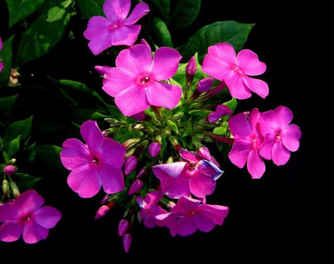 花期最长的植物,全年开花爆盆,观赏价值高,易养活,是盆栽佳品