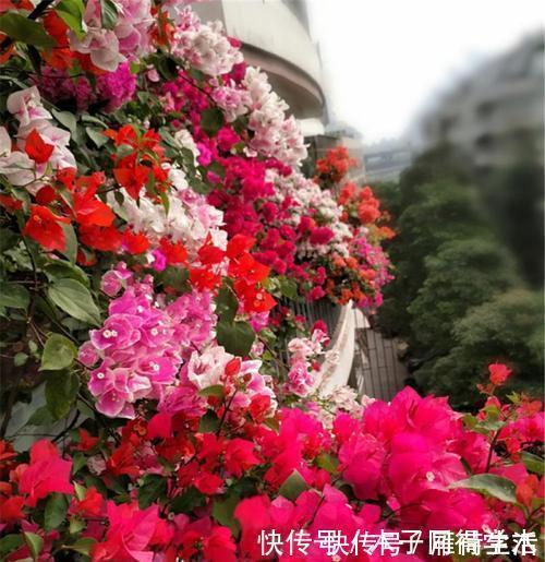 种花|夏天种下4种花，漂亮好养不怕晒，越晒太阳花越多，绽放层叠群花