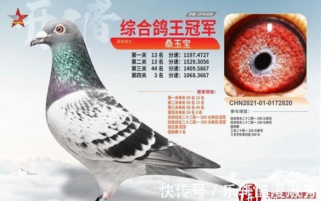 職業(yè)賽場(chǎng)|職業(yè)賽場(chǎng)哪家強(qiáng)且看這批2021年實(shí)力冠軍鴿王