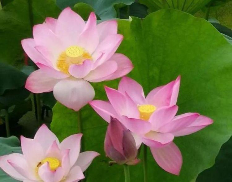 太阳花|适合养在阳台上的几款花卉,对待新手很友好,轻松就能养爆盆