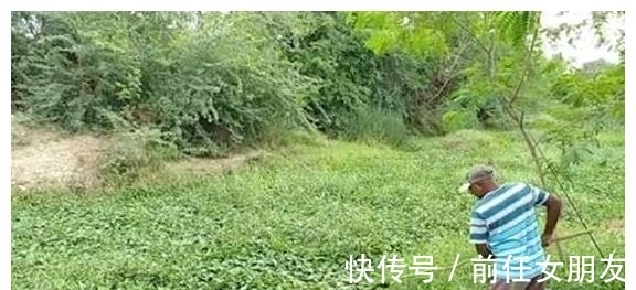 草太多,鱼被卡住了,镰刀都用上了,但钓获的鲶鱼很肥,值了