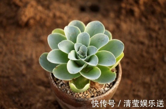 玫瑰|喜欢菊花，不如养盆“精品玫瑰”独立日，张扬炫丽，活泼可爱