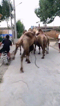 段子|搞笑GIF段子:这伴娘也太多了,这么大的车一车竟然坐不下!