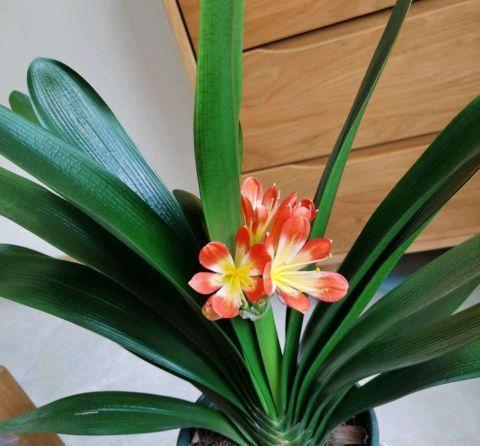 秋凉|天气渐热,做好三点,君子兰稳度夏,顺利长叶开花