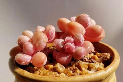 多肉桃蛋叶片发皱？建议不要连续浇水，要不然你很可能会收空盆哦