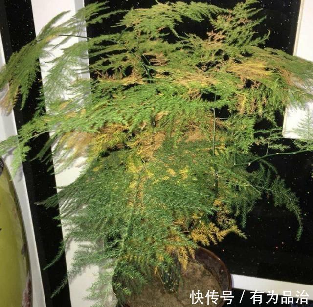 文竹有“四怕”,避开“它”,叶绿根壮,生机勃勃