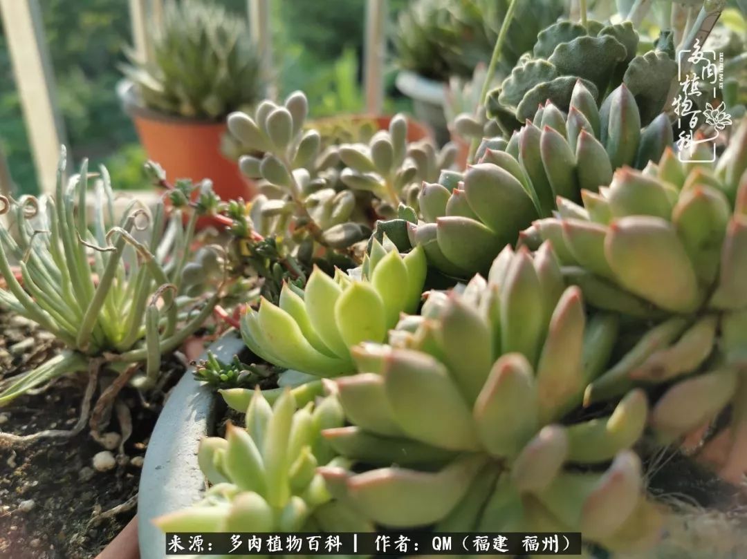 寒山转苍翠,秋水日潺湲——多肉未央,睹物思人!