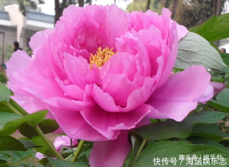 此花有着脍炙人口的传奇,受到诗人的热爱,诗词数不胜数