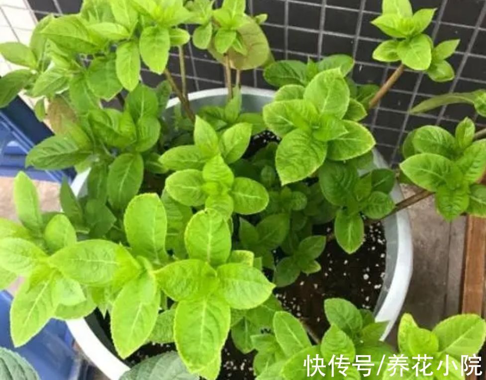 环境温度|家中温度“太低”,5种花要“干养”,才有利于安全越冬