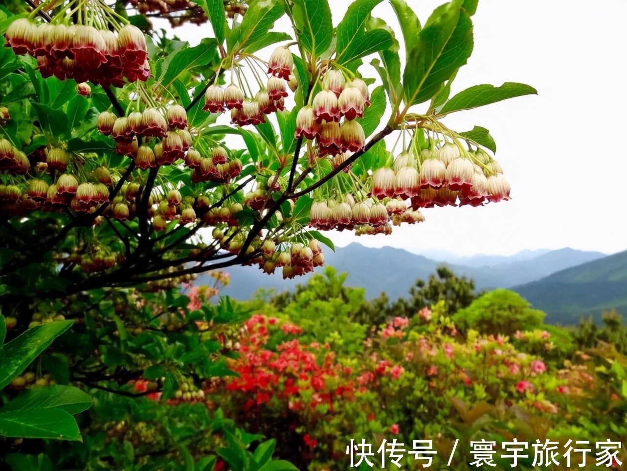 指南|泼彩季即将来临！快快收好这份【缙云高质量登山踏秋指南】