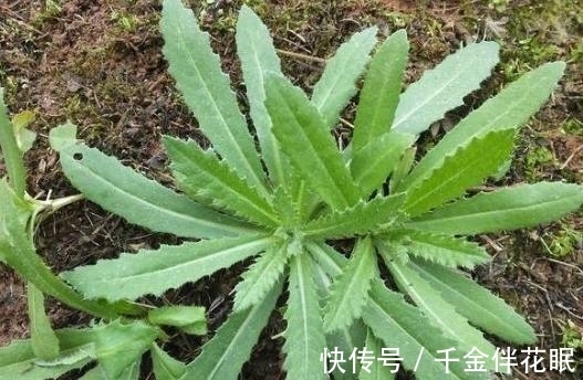 榆树钱|它是农村一大害草,满身是刺,却是春季极品野菜,含钙高,别错过