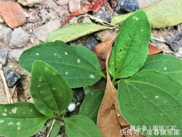 葉子|農村有一種不起眼的野草,葉子與豬耳朵相似,市場售價5元一斤