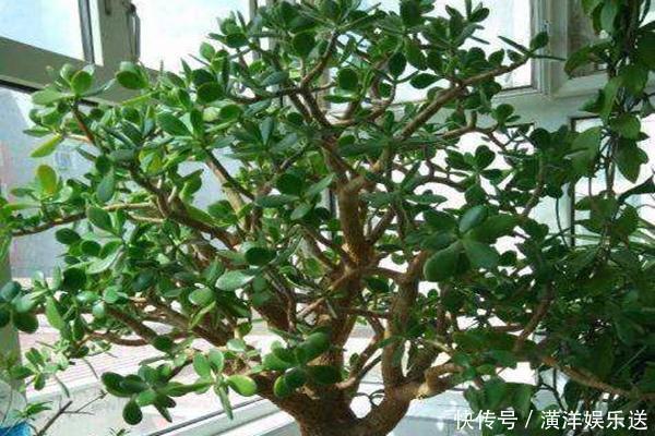 枝干|玉树四季常青，养护得当根茎木质化，养出价值高“老桩”