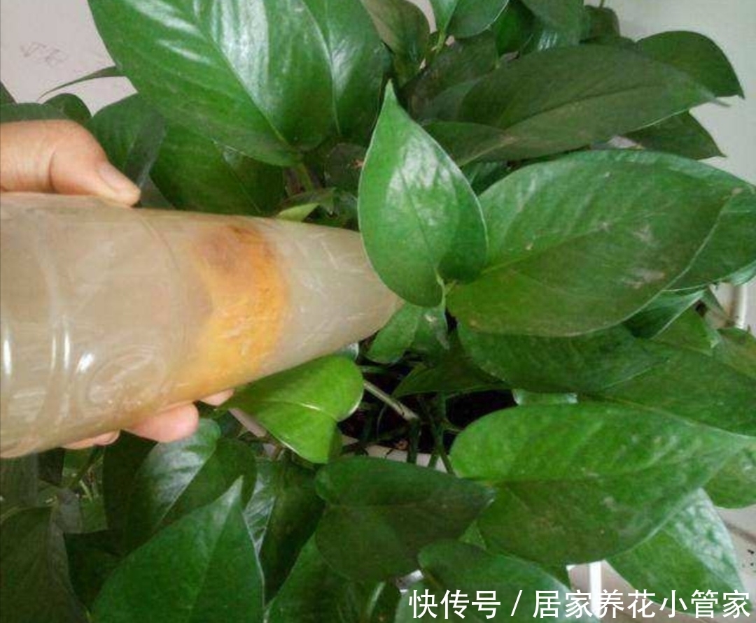 养花达人必用4种水,用完叶子油亮,不用施肥