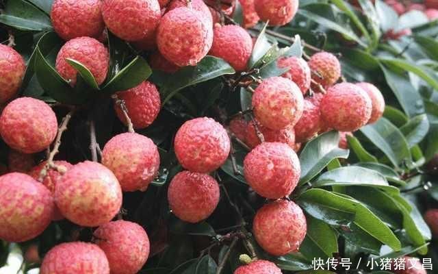 槟榔|过了夏天后，3种水果最好少吃，吃多会引起癌症，尤其最后一种