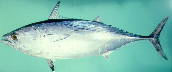 最常见的50种食用鱼,别再说你不认识,好好看看,你认识几种