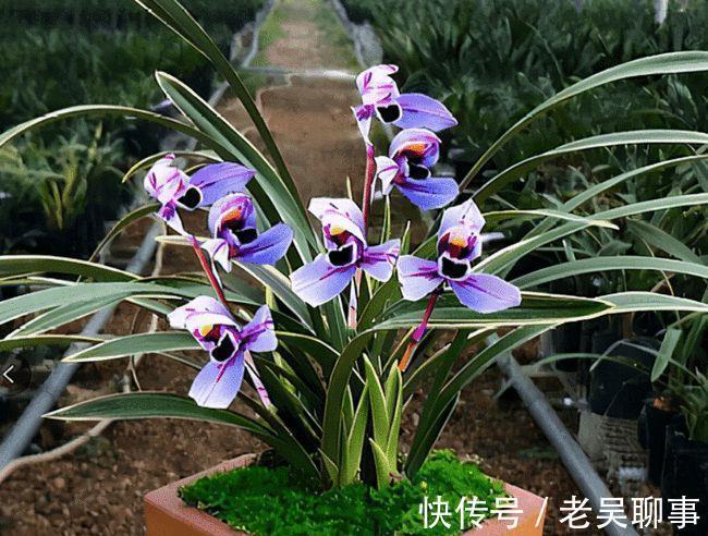 阳台有地方,一定要养盆四季兰“紫月荷”,花色罕见,兰香四溢