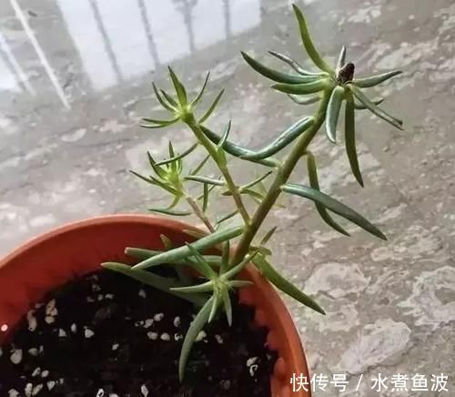 夏天急着赏花养4种花,掐根枝条就能活,今年还能开花