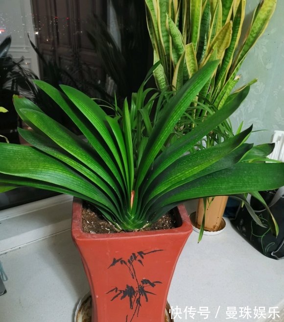 君子兰养好了,夏天也能开,撒点“小颗粒”,花瓣开的红艳艳