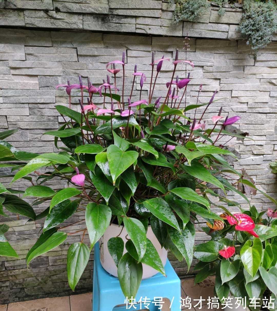 这6种花,是净化空气的小能手,为了健康,家里一定要放一盆