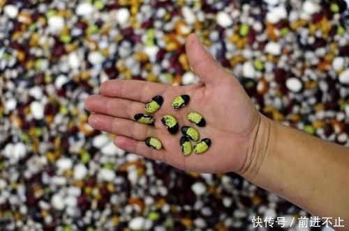 种业科技引领未来农业发展
