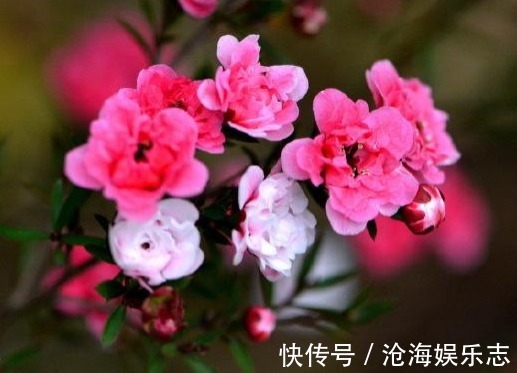 花瓣|家里养这些菊花,秋天开成菊花海,花色鲜艳,花朵娇艳妖娆,超美