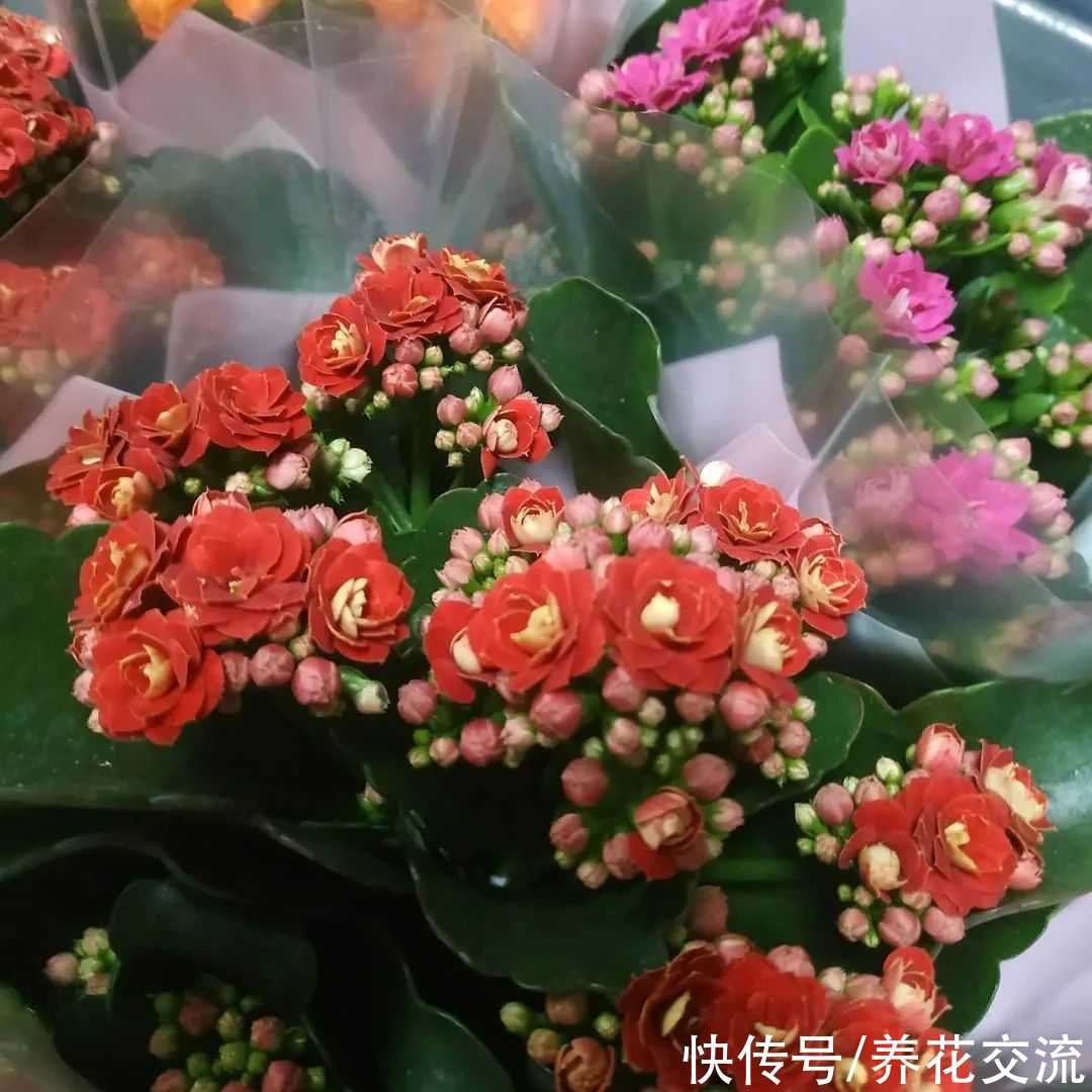 盆栽|好养且容易开花的多肉长寿花，阳光不足可真养不好它