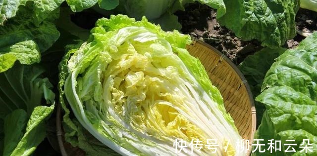 百菜不如白菜,化痰又排毒,散寒降浊!但吃错了越吃越虚!