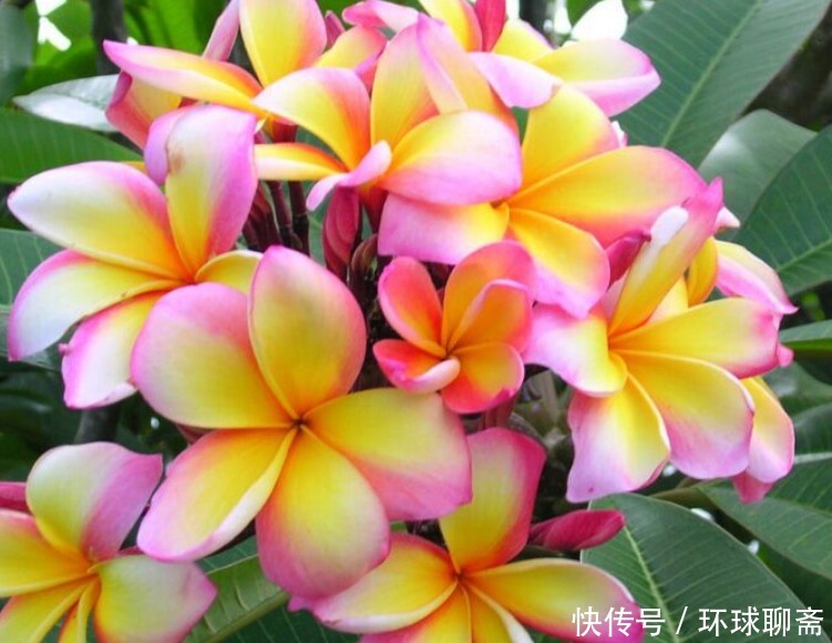 “4种花”不适合家里养,全株都有毒,再漂亮也要扔掉!