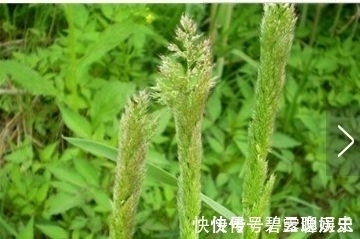 良药|农村常见的野草,牛都不吃,是老中医用来治疗“关节痛”的良药