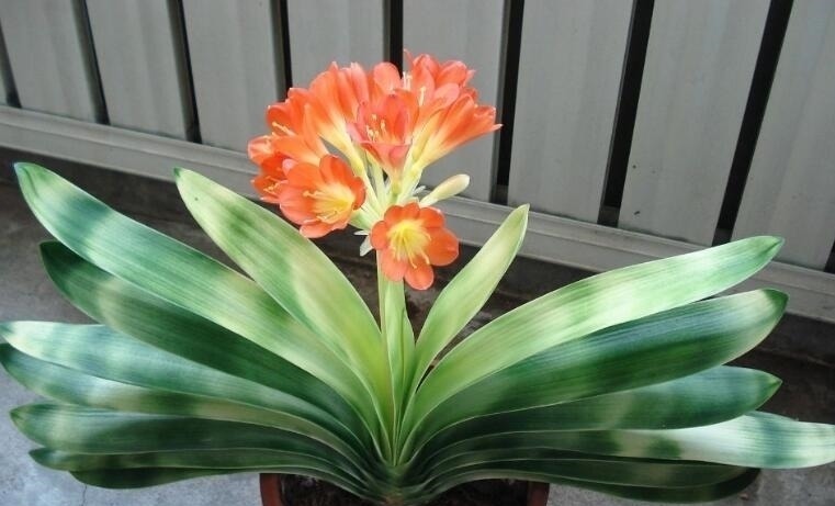 君子兰一年四季如何浇水?教你4个“黄金浇水法”,一般人不外传