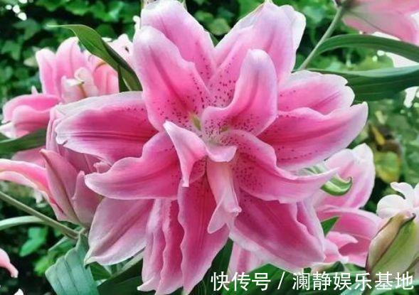 4种花深受花友的喜欢，开花爆盆很简单，大家抢着养