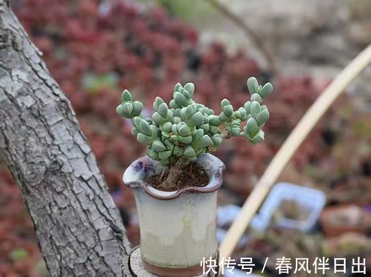 土团|养多肉植物鹿角海棠，日常打理抓住这4点，好养易活