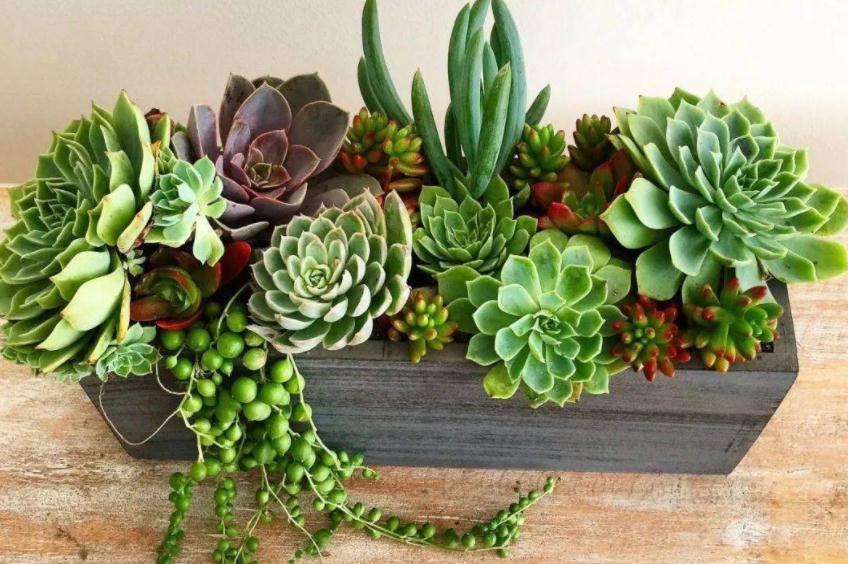 “踩坑”这8点,养多肉会越来越差,有心人:不敢忘!