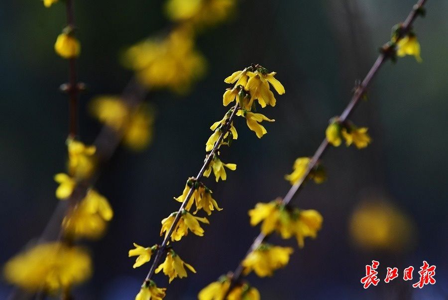 胡颓子|1月大寒时，雪花无约群芳有信