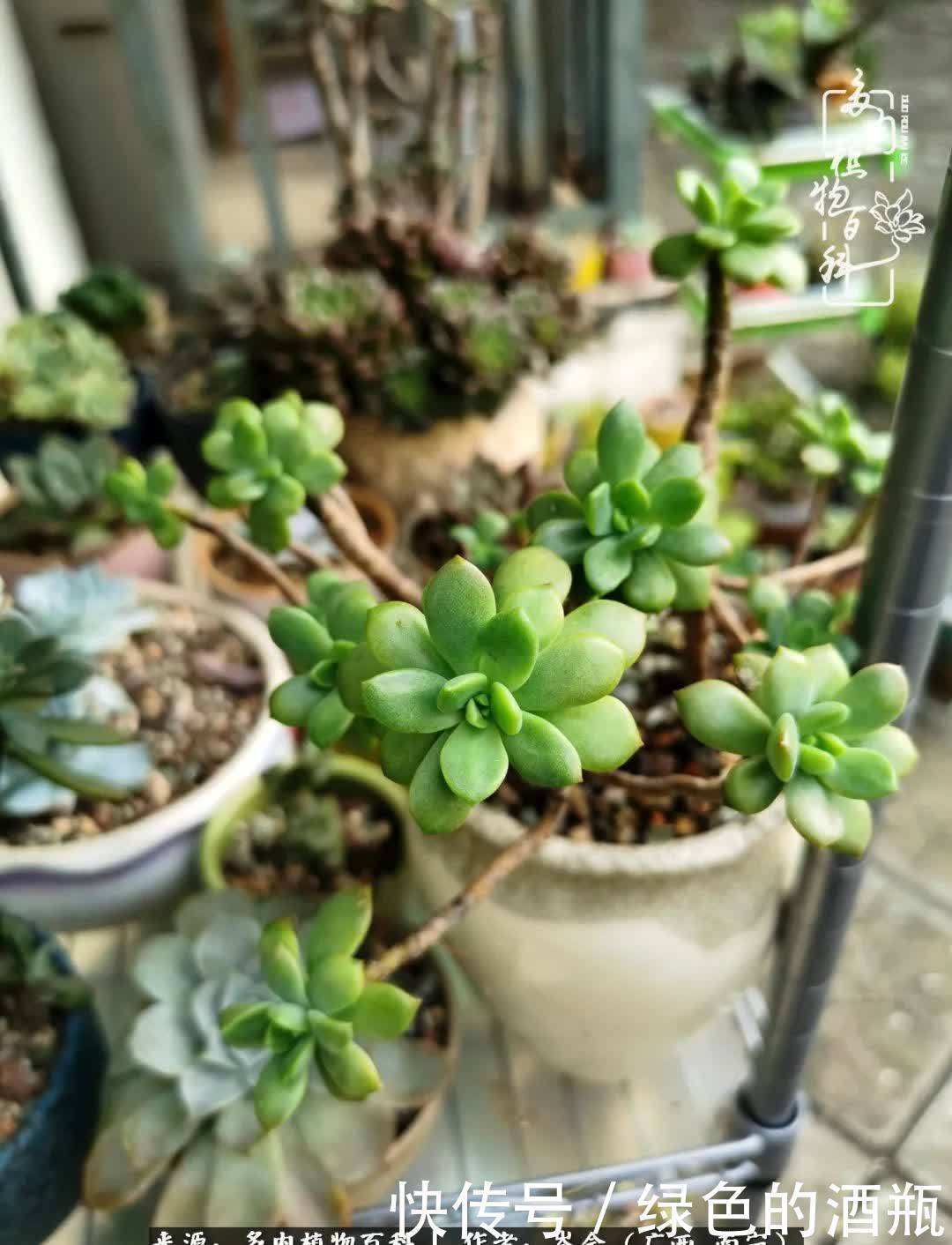 无关利益,不计得失,多肉给了我不一样的感受温暖的方式