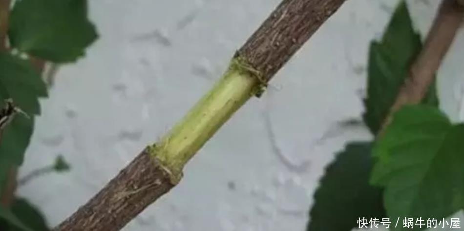 花木扦插不生根,学会另2种繁殖方法,生根快、成活率更高